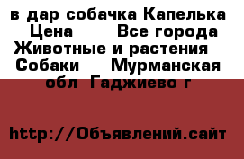 в дар собачка Капелька › Цена ­ 1 - Все города Животные и растения » Собаки   . Мурманская обл.,Гаджиево г.